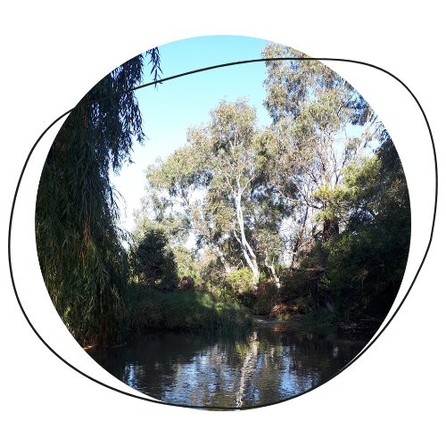 Logo Circular image of trees and sky relfected in the surface of a creek.
